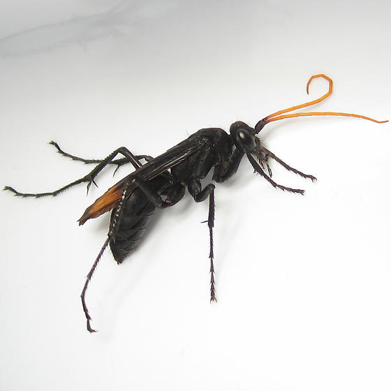 Pompilidae nero con antenne gialle: Cyphononyx bretonii